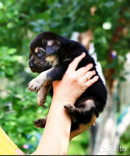 Щенки немецкой овчарки бесплатно