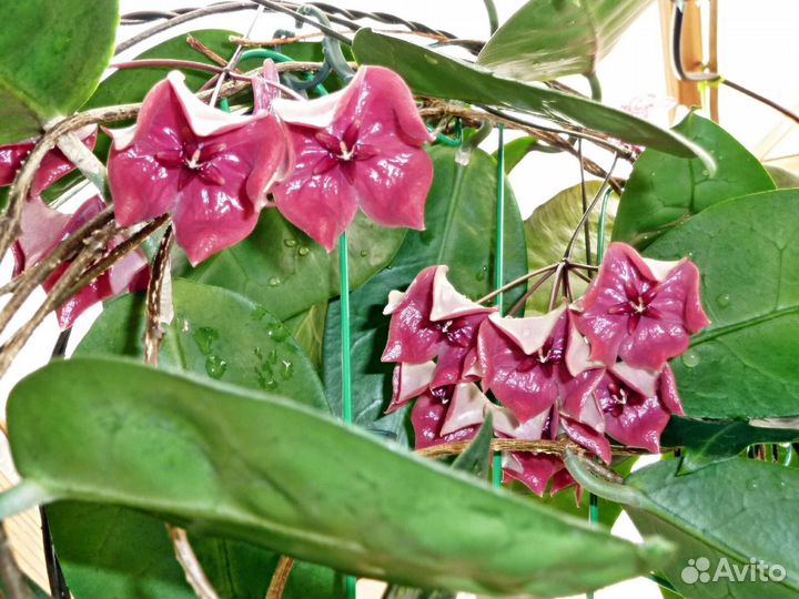 Хойя мегаластер и др