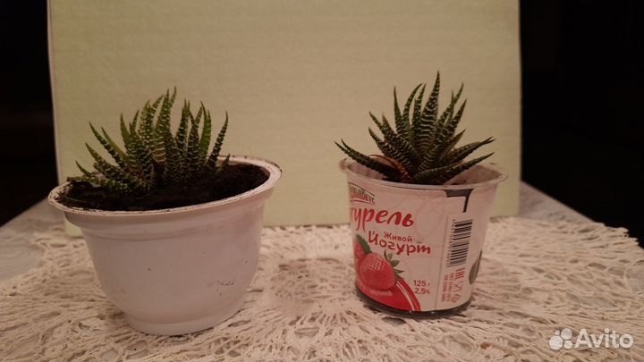 Продам цветы комнатные Хавортия