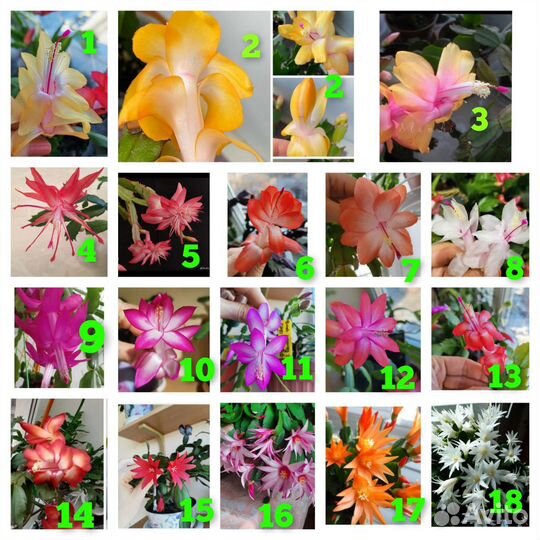 Сортовые декабристы и рипсалидопсисы