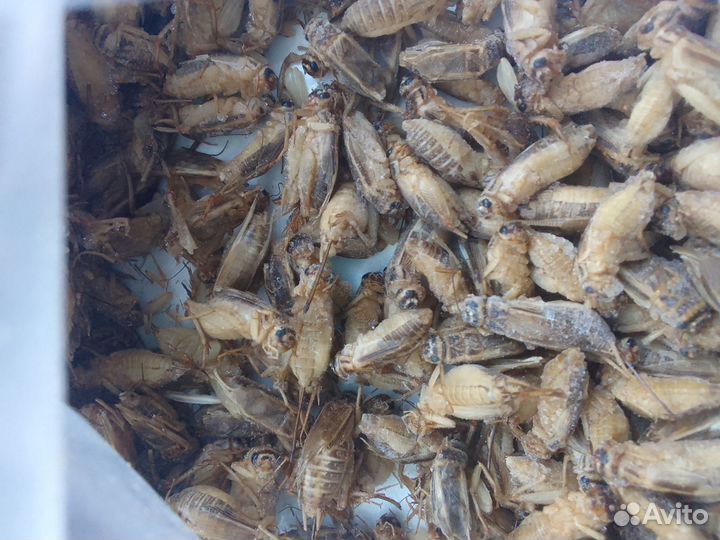 Сверчки домовые, туркменские тараканы, мучник