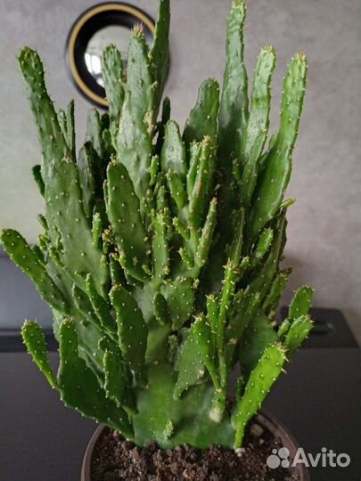 Алоэ вера, красула, кактусы