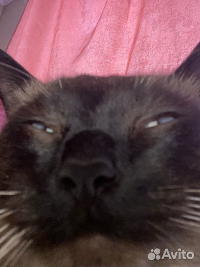 Тайский кот на вязку