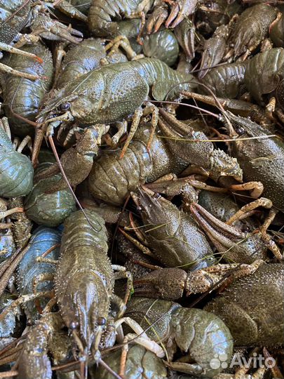 Живые и варёные раки