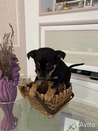 Радость в дом