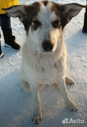 Мурманск и мо Дружок ищет дом