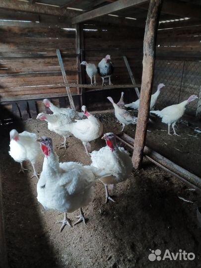 Мясо индюка, Идоутей