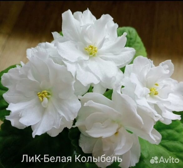 Укорененный лист сортовой фиалки