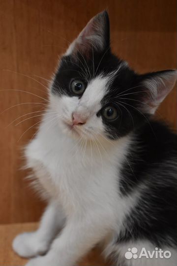 Котенок