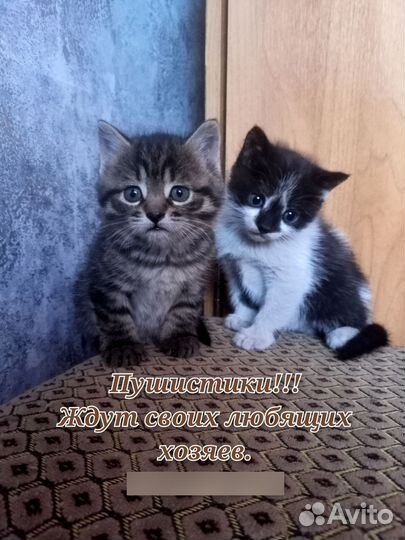 Котята в добрые руки