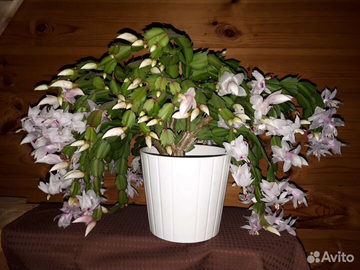 Декабрист шлюмбергера