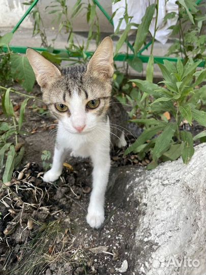 Барсик. Нарушена координация движений. Приют