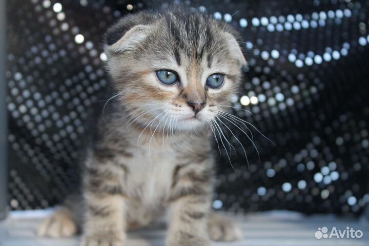 Вислоухие котята