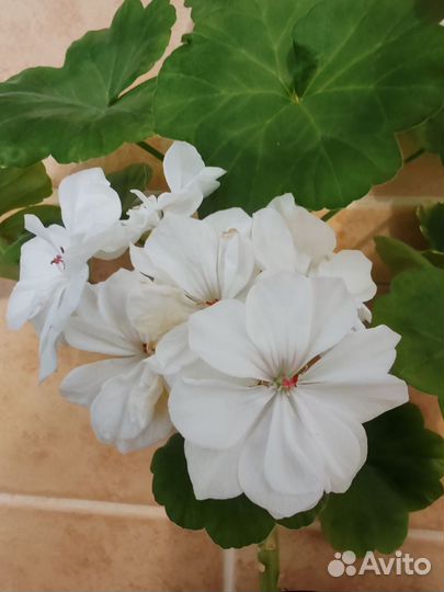 Пеларгония