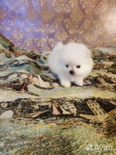 Продаются щенки померанского шпица