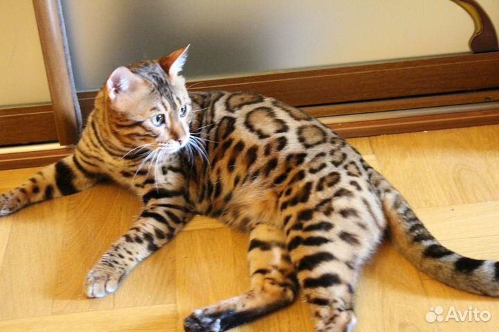 Бенгальский котик