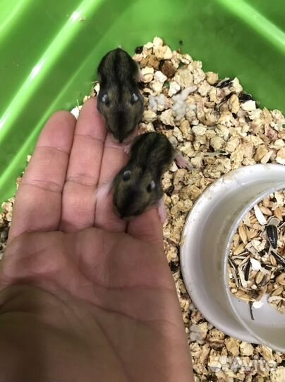 Джунгарский хомяк