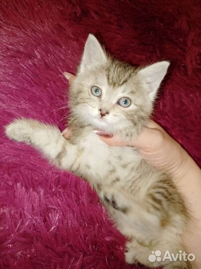 Котёнок
