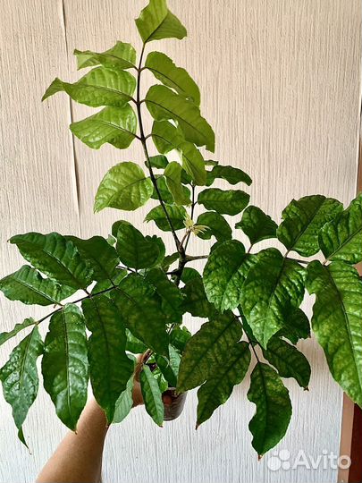 Полисциасы