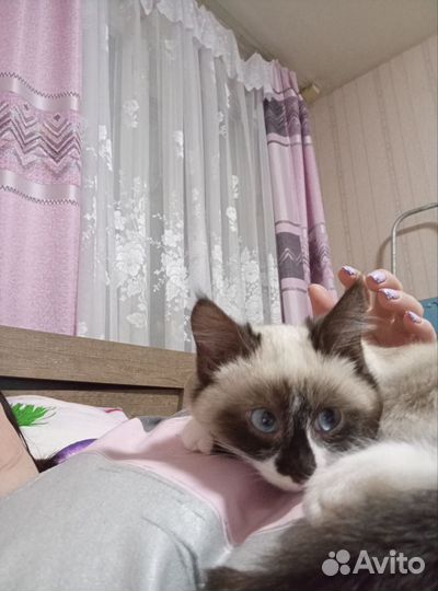 Котёнок