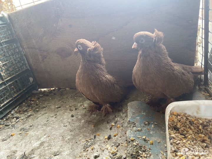 Голуби бойные, летные