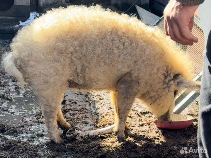 Венгерская мангалица