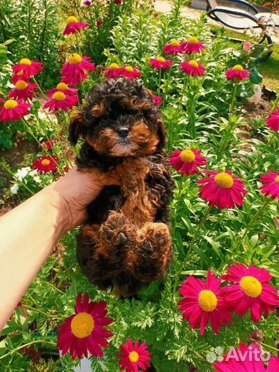 Крошки micro мальтипу эксклюзив