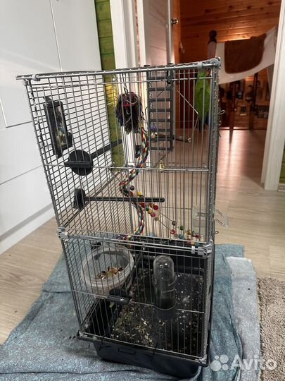 Попугай неразлучники с клеткой