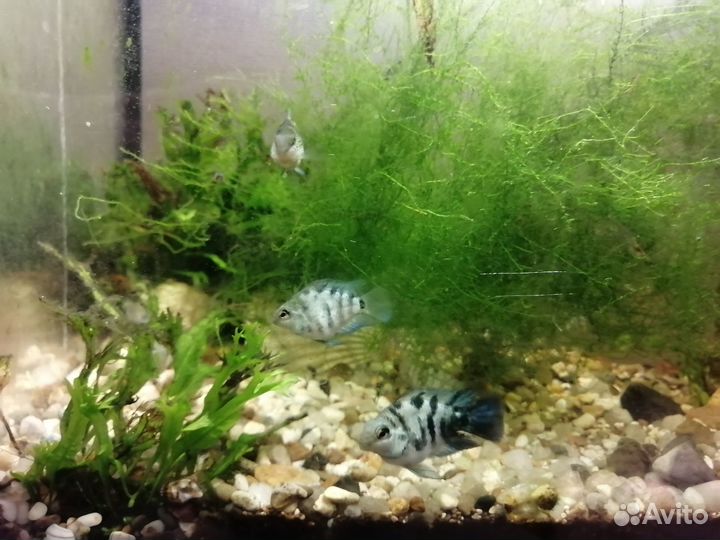 Цихлида попугай