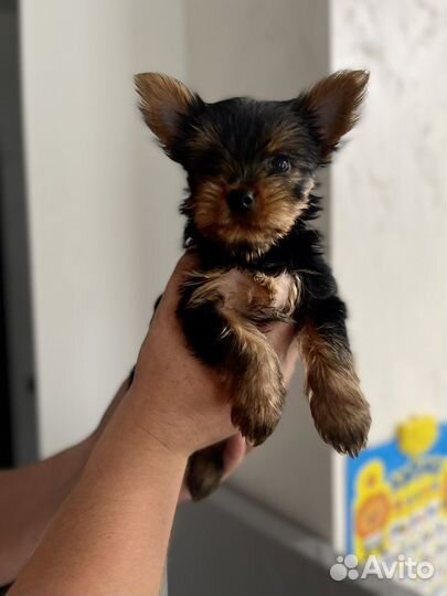 Йоркширский терьер щенки девочки