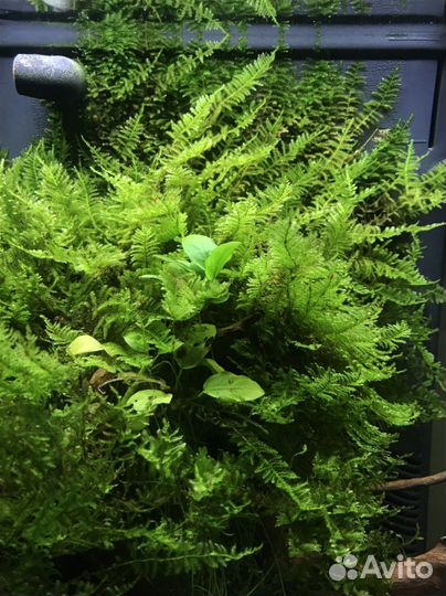 Мох для аквариума