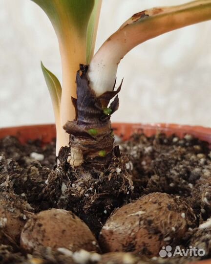 Хлорофитум оранж