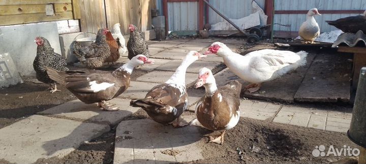 Мускусные утки. для разведения