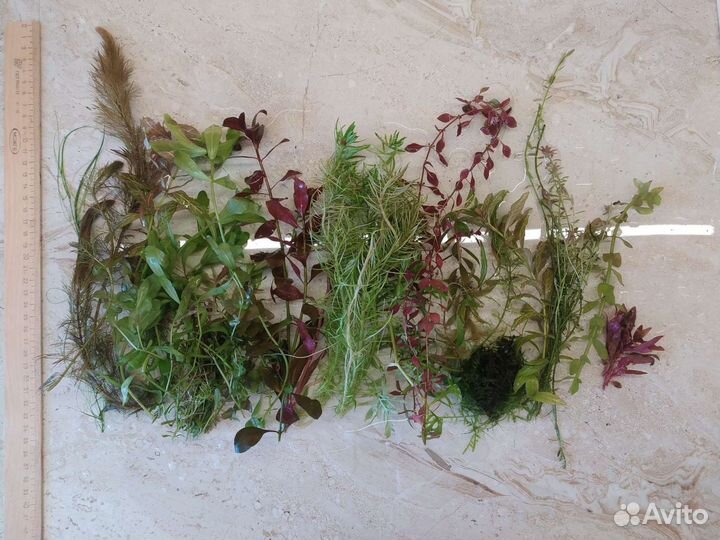 Аквариумные растения