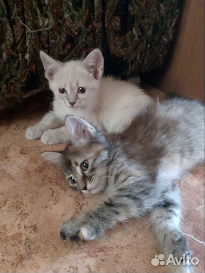 Кошка в дар бесплатно