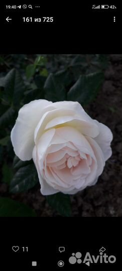 Кактусы зимующие на улице