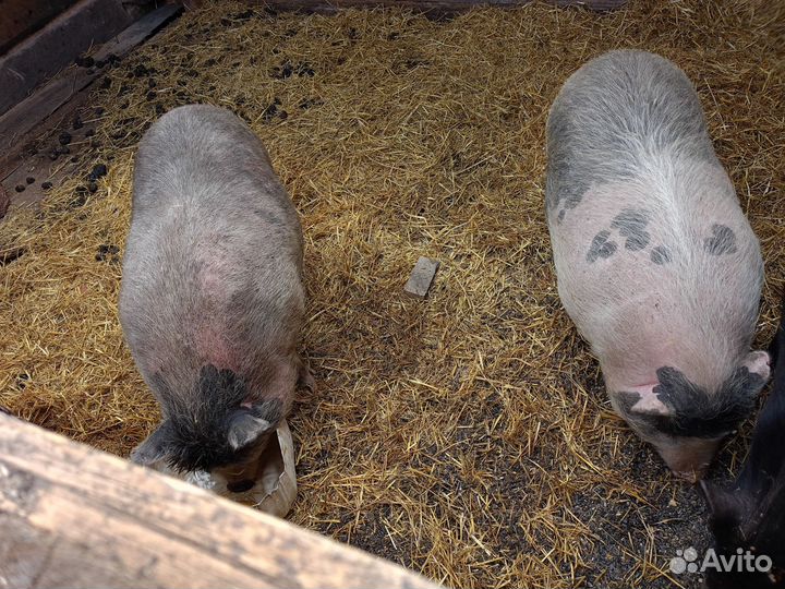 Вьетнамские вислобрюхие свинки