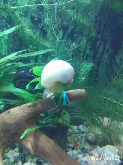 Улитки Ампулярии, криптокорина, раголистник