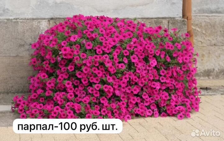 Петуния тайдал