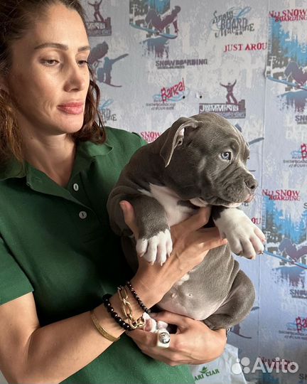 Американский булли