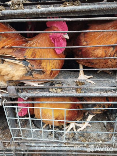Домашние Петухи Оптом, Кур