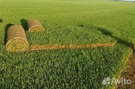Укладка газона