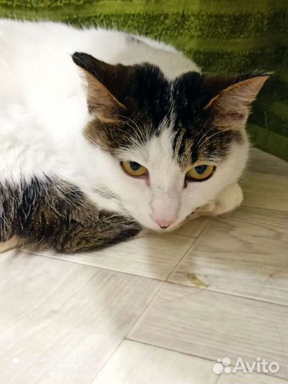 Ласковая кошечка