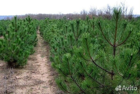 Высокая сосна на участок