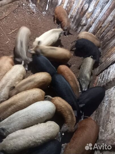Кабаны дикие
