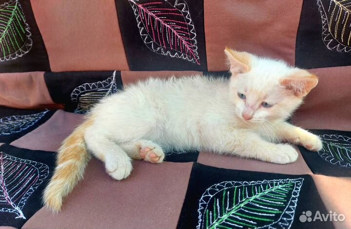 Отдам котика бесплатно