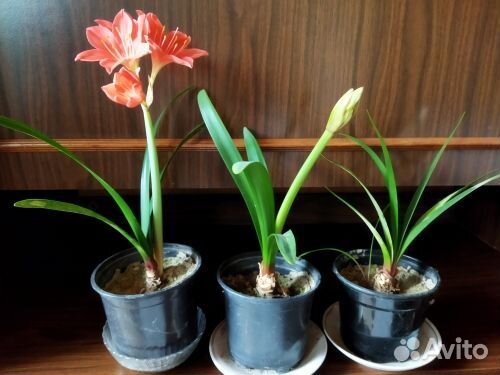 Комнатные цветы