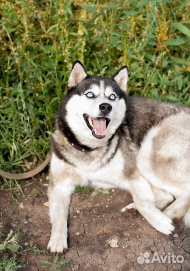 Красавица Лора