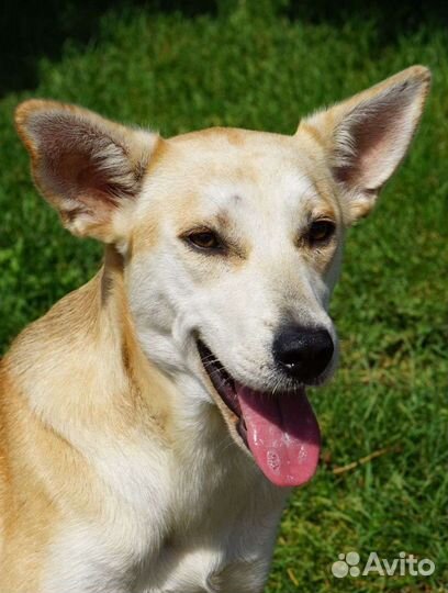 Собака в добрые руки отдам бесплатно