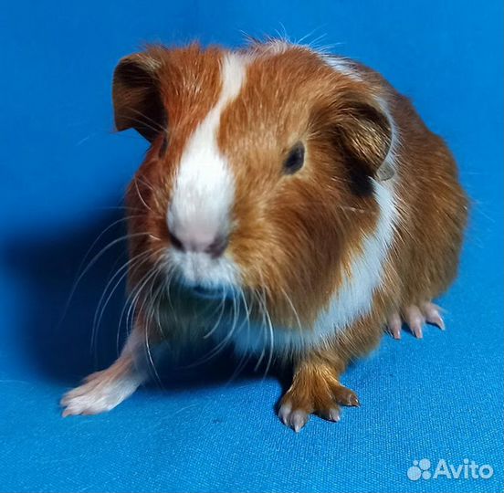Морские свинки девочки и мальчики